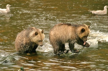 Grizzlybjørne unger fisker i flod, British Columbia i Canada