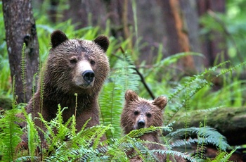 Grizzlybjørn med unge, British Columbia i Canada