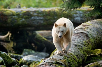 Spiritbear, bjørn i British Columbia, Canada