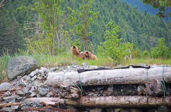 Bjørn med unger nær Farewell Harbour Lodge i British Columbia, Canada