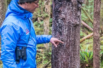 Guide i skov ved Farewell Harbour Lodge i British Columbia, Canada