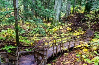 Giant Cedars Boardwalk Trail i Mount Revelstoke National Park, British Columbia i Canada
