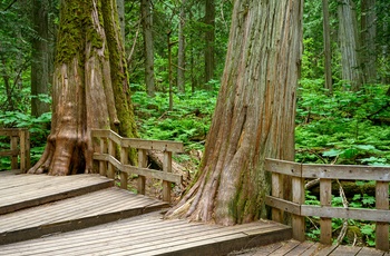 Giant Cedars Boardwalk Trail i Mount Revelstoke National Park, British Columbia i Canada