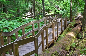 Giant Cedars Boardwalk Trail i Mount Revelstoke National Park, British Columbia i Canada