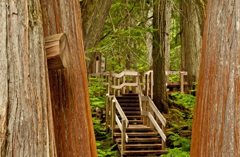 Giant Cedars Boardwalk Trail i Mount Revelstoke National Park, British Columbia i Canada