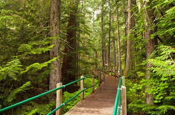 Giant Cedars Boardwalk Trail i Mount Revelstoke National Park, British Columbia i Canada
