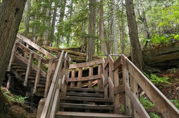 Giant Cedars Boardwalk Trail i Mount Revelstoke National Park, British Columbia i Canada