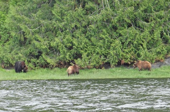 Han og 2 hunbjørne set på udflugt fra Knight Inlet, British Columbia i Canada