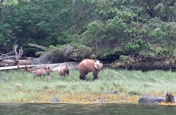Bjørn med to unger set på udflugt fra Knight Inlet, British Columbia i Canada
