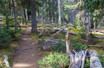 Vandresti i Manning Provincial Park i British Columbia, Canada