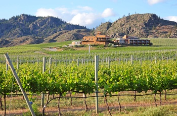 Vingård i Okanagan Valley, British Columbia i Canada