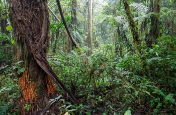 Bwindi Impenetrable National Park - Uganda