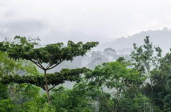 Bwindi Impenetrable National Park - Uganda