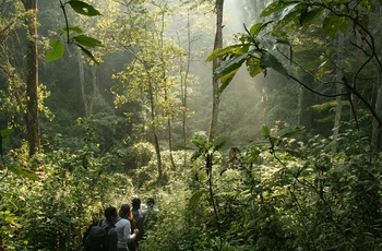 På vandring i Bwindi Impenetrable National Park i Uganda