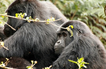 Bjerggorillaer i Bwindi Impenetrable National Park i Uganda - Foto: Ylenia Vimercati Molano, Unsplash