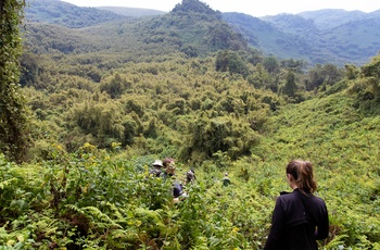 På vandring i Bwindi Impenetrable National Park i Uganda