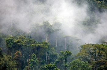 Bwindi Impenetrable National Park tidlig morgen, Uganda