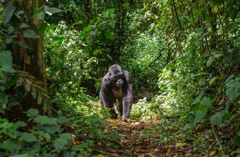 Bjerggorilla i Bwindi Impenetrable National Park i Uganda