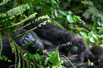 Bjerggorillaer i Bwindi Impenetrable National Park, Uganda