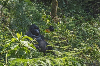 Bjerggorillaer i Bwindi Impenetrable National Park i Uganda