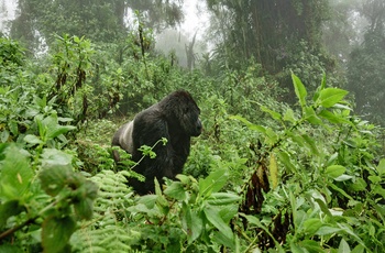 Bjerggorillaer i Bwindi Impenetrable National Park i Uganda
