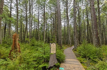 Vandrerute gennem den gamle skov i Kejimkujik National Park i Nova Scotia - Canada