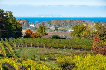Vinområde i Ontario med Torontos skyline i baggrunden - Canada