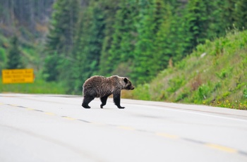 Sortbjørn krydser vej - det vestlige Canada