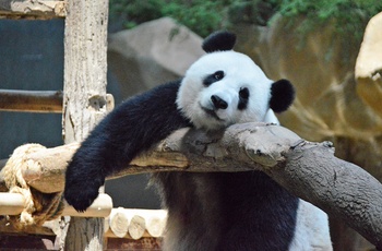 Panda i Calgary Zoo, Alberta i Canada