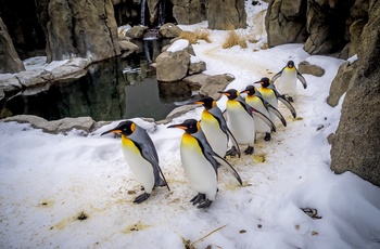 Pingviner i Calgary Zoo, Alberta i Canada