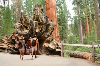 Familie i skov med Sequoia træer i Kings Canyon Nationalpark, Californien