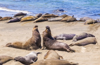 Søelefanter der daser på stranden i San Simeon, Californien