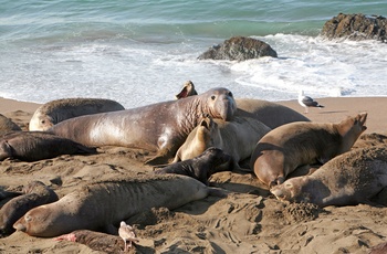 Søelefanter der daser på stranden i San Simeon, Californien