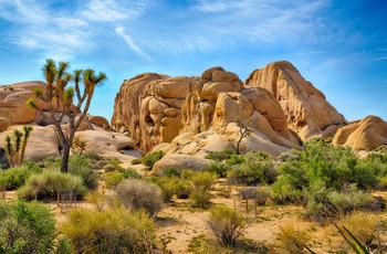 Joshua Tree National Park, Californien i USA