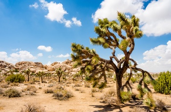 Joshua Tree National Park, Californien i USA