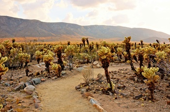 Cholla Cactus Garden i Joshua Tree National Park, Californien i USA
