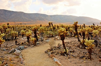 Cholla Cactus Garden i Joshua Tree National Park, Californien i USA