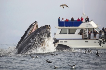 Hvalsafari fra Monterey i Californien, USA