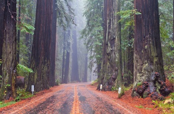 Redwood National and State Parks i Californien, USA