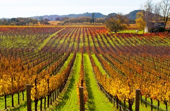 Vinmarker i Sonoma, Californien i USA