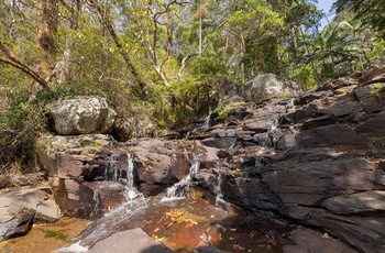 Vandfaldet Cameron Falls i Tamborine National Park i Queensland - Australien