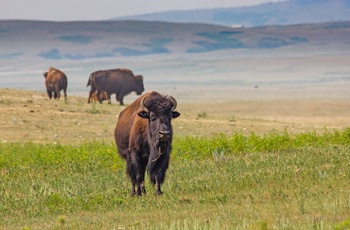 Buffalo på prærien i Canada