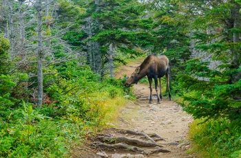 Elg i Cape Breton Highlands National Park, Nova Scotia, Canada.