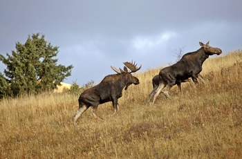 Elge i Cypress Hills Interprovincial Park - Canada