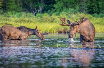 Elge i Algonquin Provincial Park, Ontario i Canada