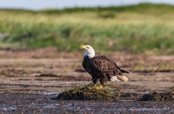 Havørn i Kouchibouguac National Park, New Brunswick i Canada