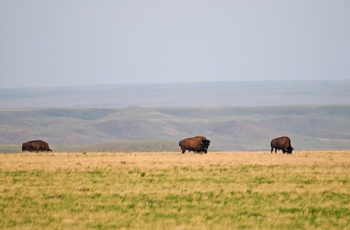 Bisonokser i Grasslands National Park - Saskatchewan i Canada