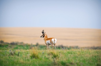 Gaffelbuf i Grasslands National Park - Saskatchewan i Canada