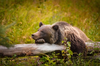 Grizzlybjørn i Banff Nationalpark