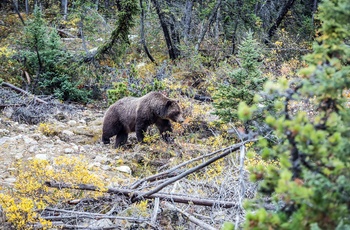 Det vilde dyreliv i Jasper National Park